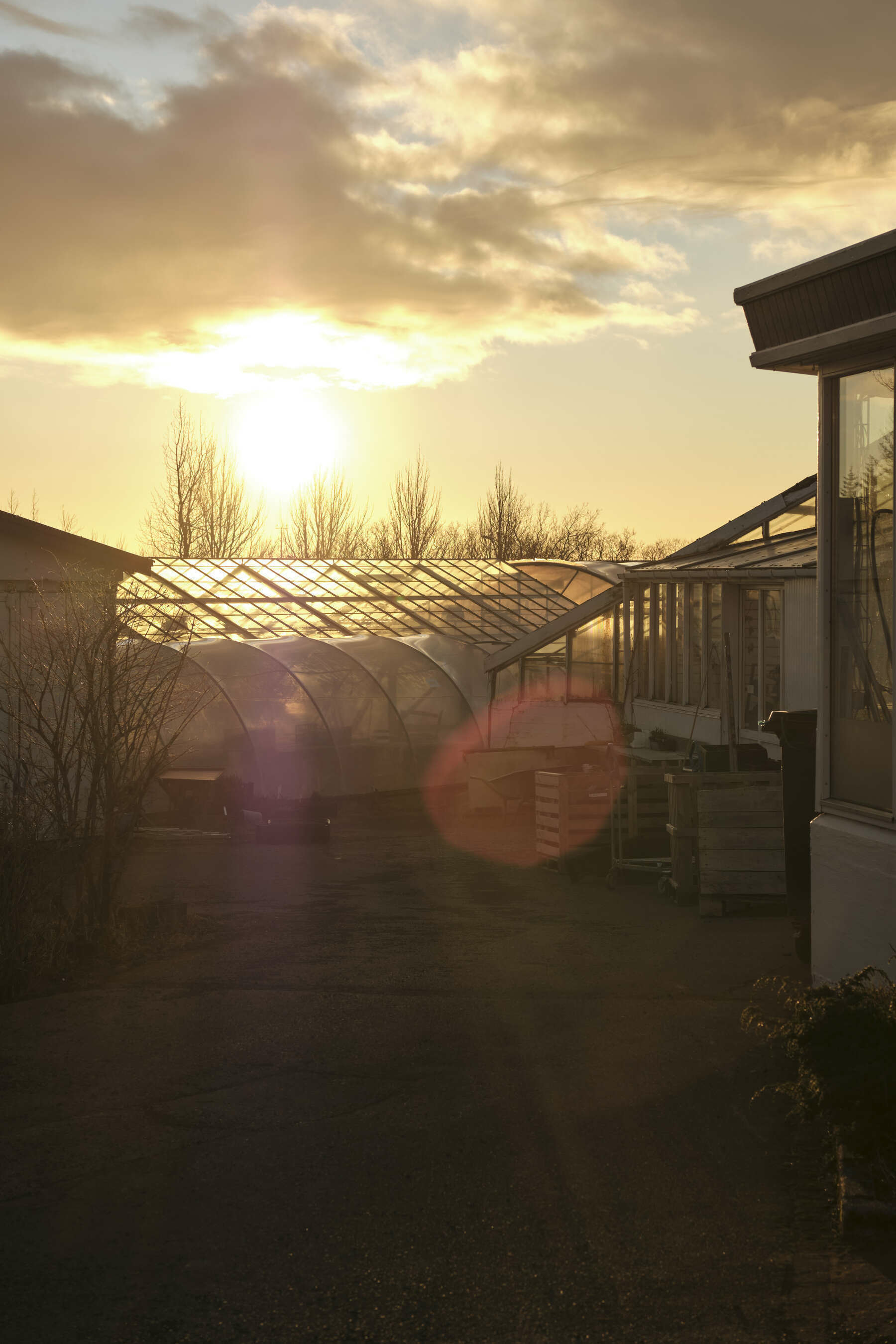 The sun sets behind another one of Hveragerði's greenhouses