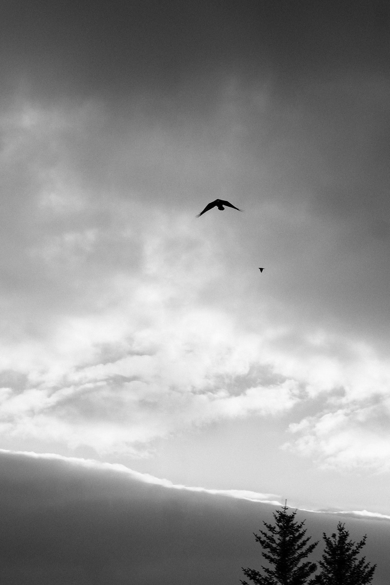 Raven flies. Dramatic looking clouds provide a backdrop