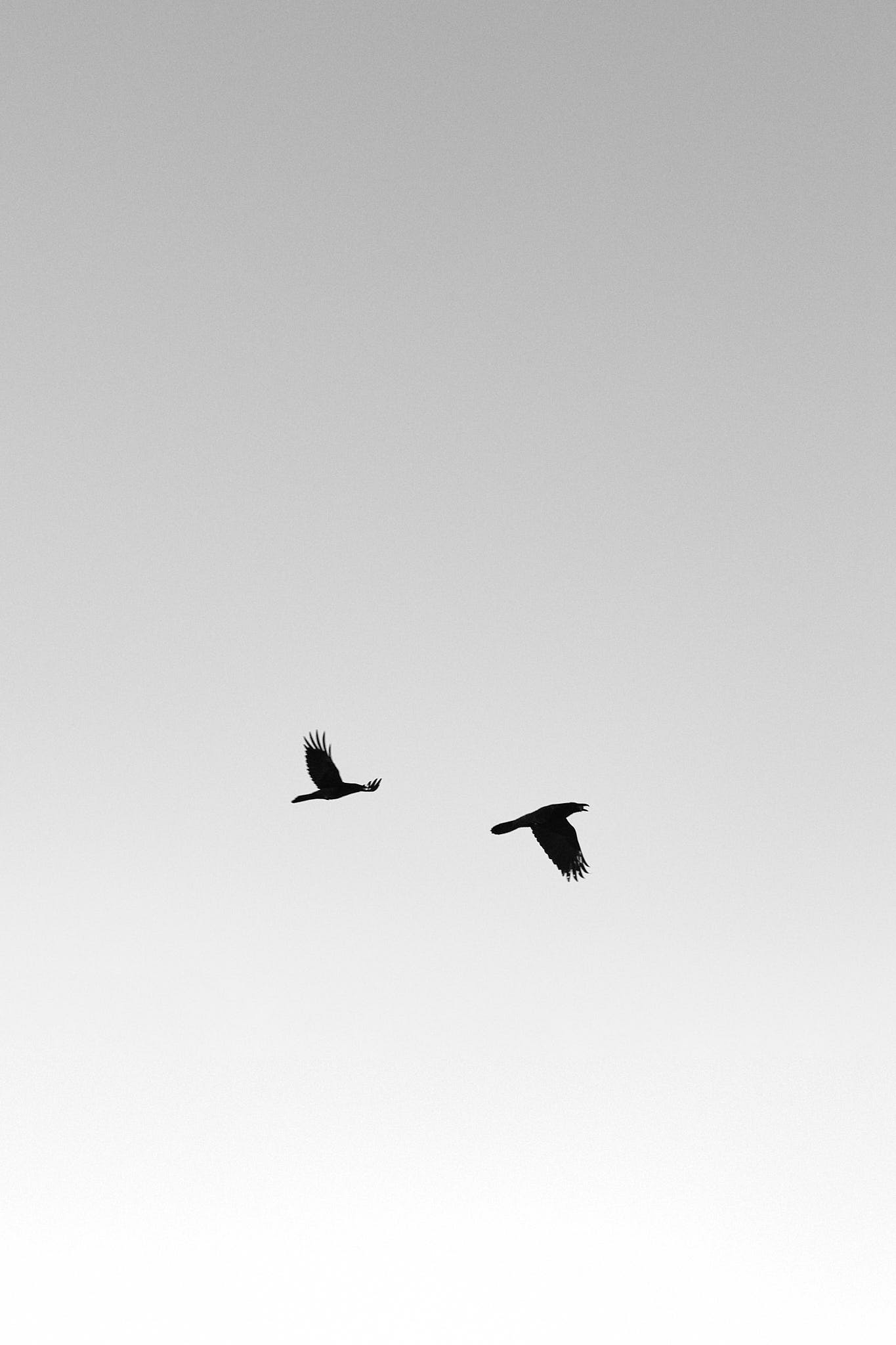 Two ravens flying against a blank sky